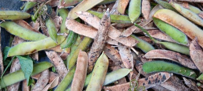 Free sweetpea seeds