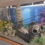 fish tank Image 2