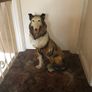 Vintage Rough Collie Dog Image 6