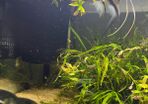 Angelfish