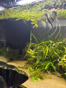 Angelfish