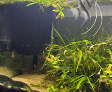 Angelfish