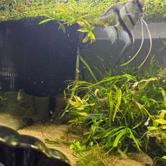 Angelfish