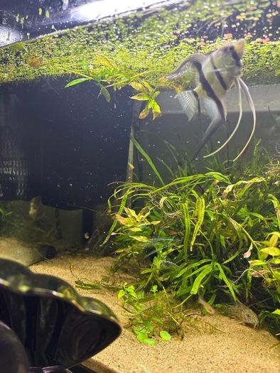 Angelfish