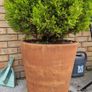 Potted tree Image 3