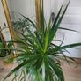 tall Madagascar Dragon Tree (Dracaena marginata),  begonia Gryphon plant in the black  plastic pot container Image 7