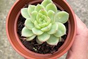 plant