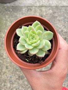 plant