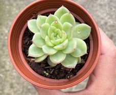 plant