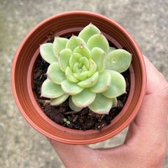 plant