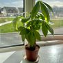 plants Image 2