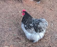 blue Orpington roosters and one Wyandotte splash