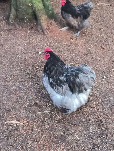 blue Orpington roosters and one Wyandotte splash