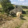 Breeding heifers Image 5