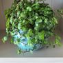 Turtle Vine. Tradescantia Callisia repens.House plant. Image 5