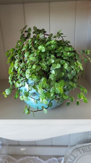 Turtle Vine. Tradescantia Callisia repens.House plant.