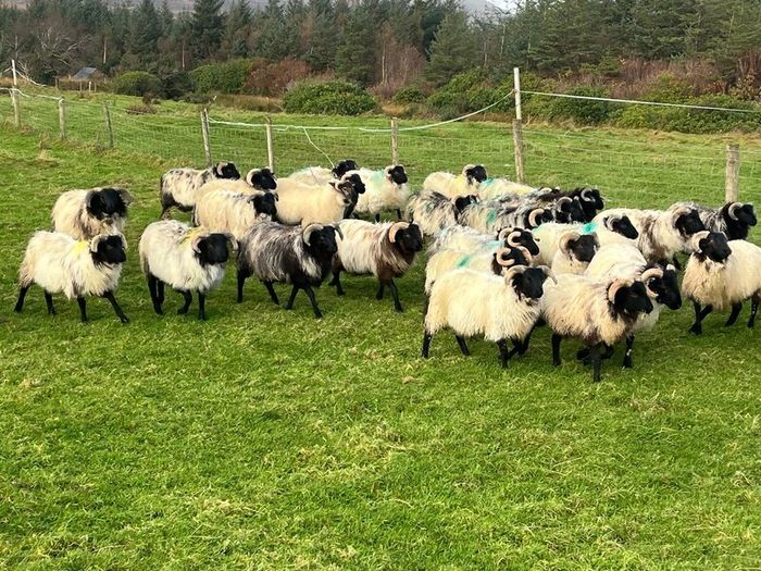 Mayo blackface ram lambs