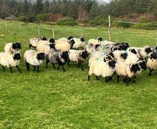 Mayo blackface ram lambs