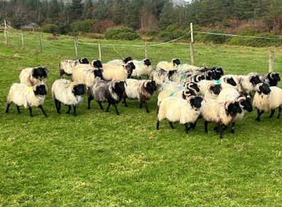 Mayo blackface ram lambs