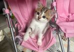 kitten