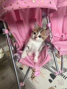 kitten