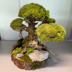 Bonsai Tree with natural moss 30x25cm
