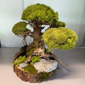 Bonsai Tree with natural moss 30x25cm