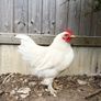 Bantam Rooster Image 2