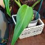No.3 Monstera Burle Marx Flame Image 3