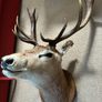 Deer head wall mounted Fallow Stag Image 3