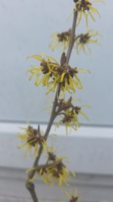 Witch Hazel /amazing aroma