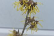 Witch Hazel /amazing aroma