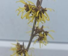 Witch Hazel /amazing aroma