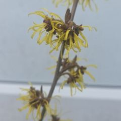 Witch Hazel /amazing aroma