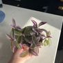 Tradescantia houseplant Image 2