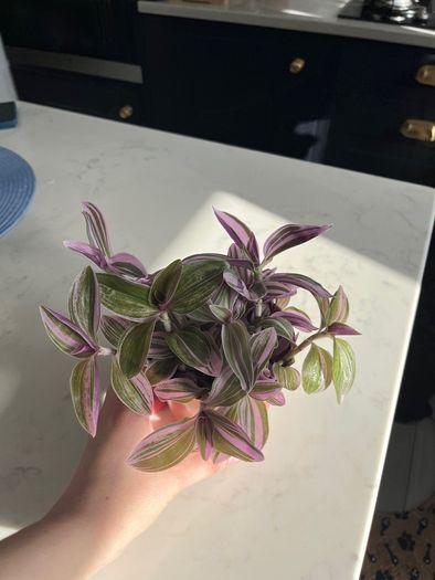 Tradescantia houseplant