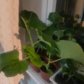 Bottle Gourd