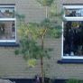 Scotts pine trees Image 4