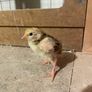 quail hatching eggs Image 3