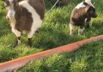 Pygmy Goats