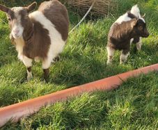 Pygmy Goats