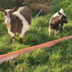 Pygmy Goats