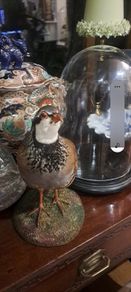 Taxidermy Rare French Partridge