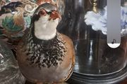 Taxidermy Rare French Partridge