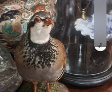 Taxidermy Rare French Partridge