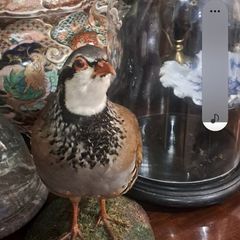 Taxidermy Rare French Partridge