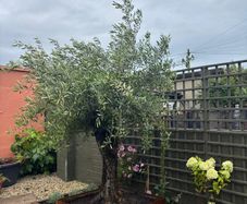 Soft landscaping services North Dublin