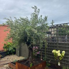 Soft landscaping services North Dublin