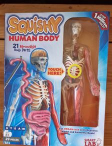 Human Body Educational Toy