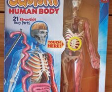 Human Body Educational Toy